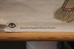 Vintage European Anatomy School Poster 12 Vintage European Anatomy School Poster -OGT Sale Store 18bel10236 05