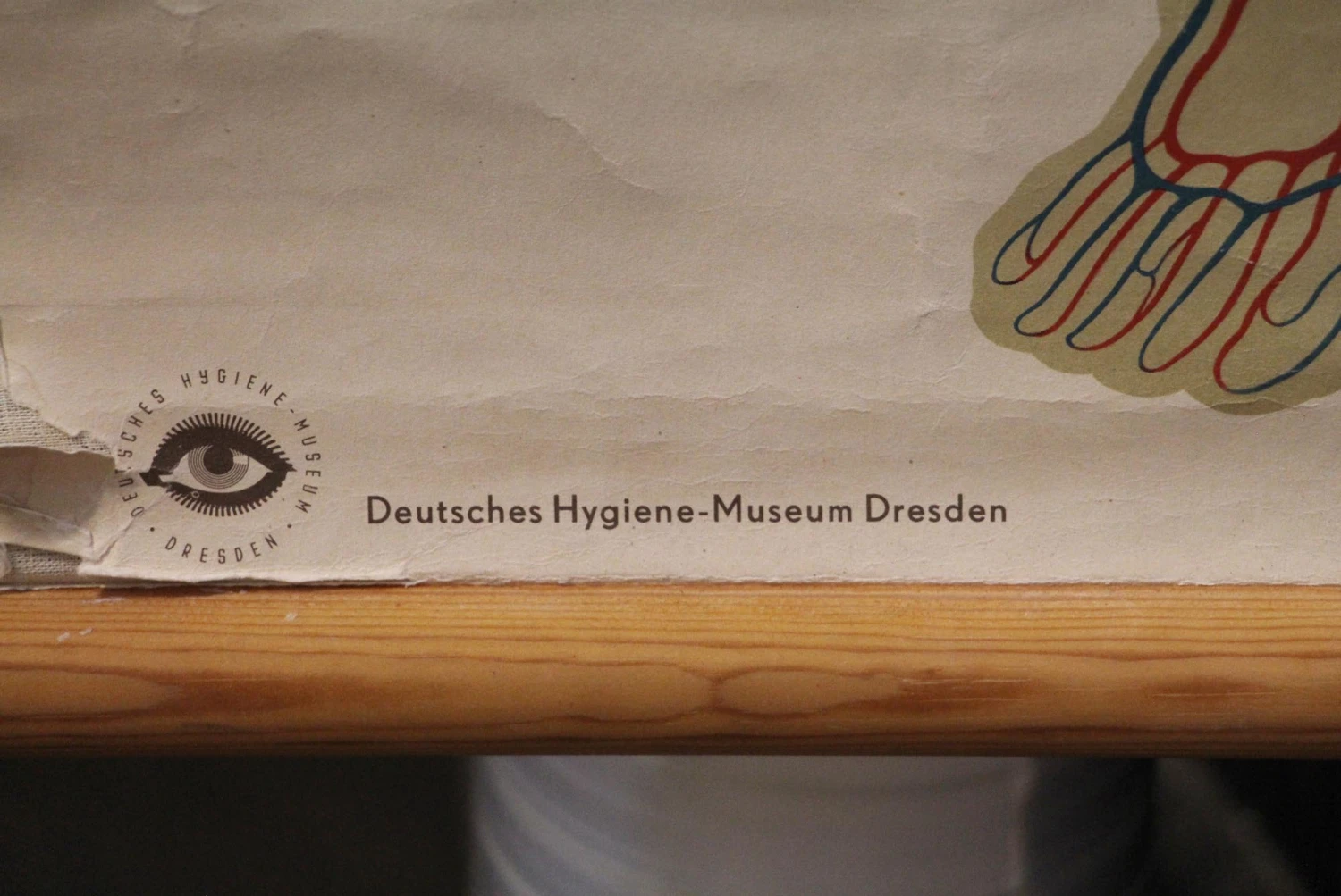 Vintage European Anatomy School Poster 7 Vintage European Anatomy School Poster - Image 5