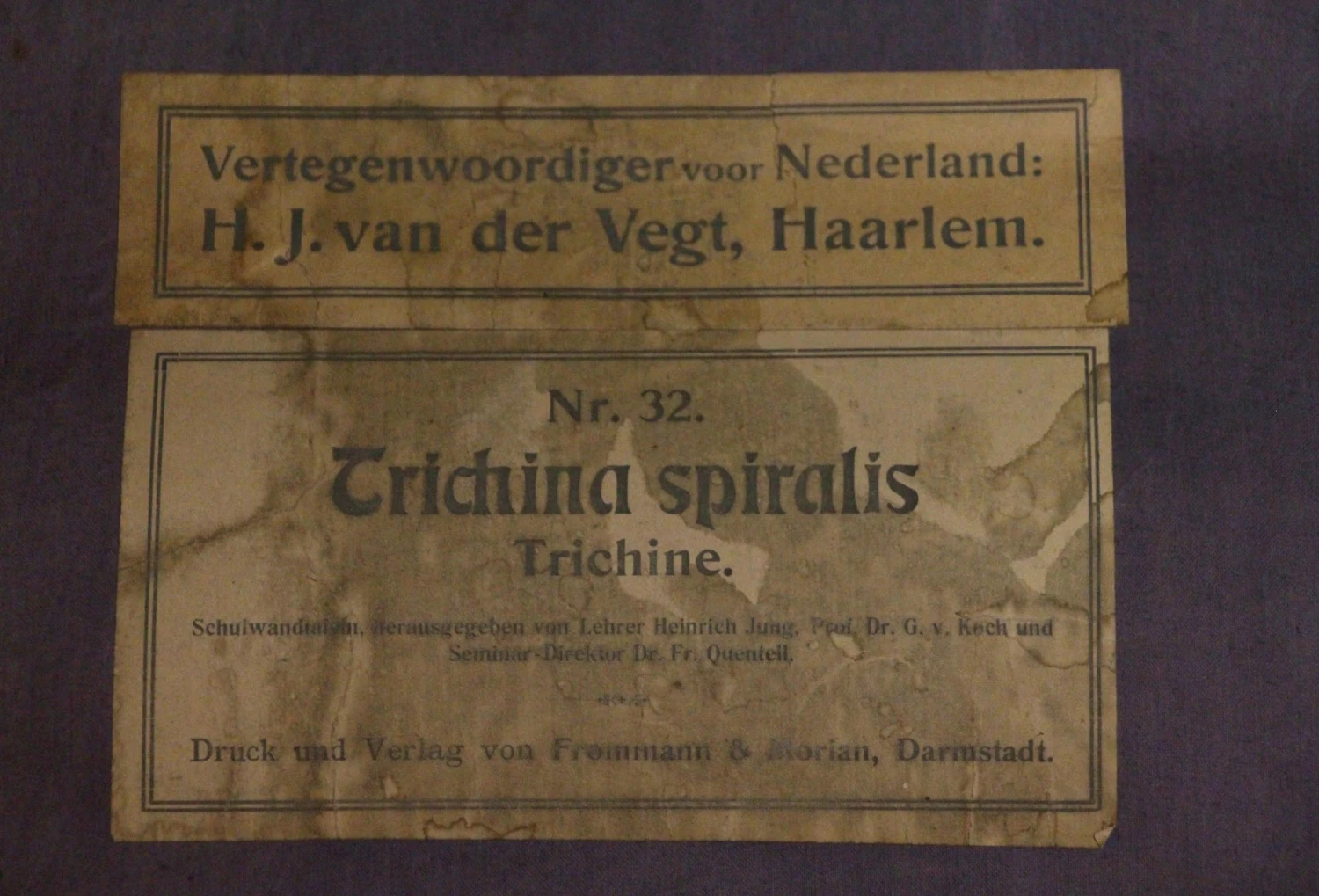 Vintage Worm Anatomy European School Poster 7 Vintage Worm Anatomy European School Poster - Image 5