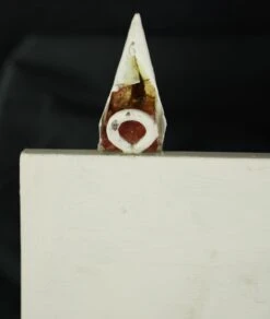 Vintage European 4 Aluminum Hook Spiked Pine Wall Rack 24 Vintage European 4 Aluminum Hook Spiked Pine Wall Rack -OGT Sale Store 24bel11088 11