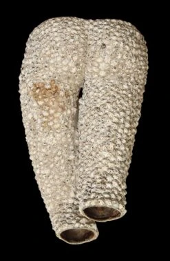 Textured Man Mannequin Torso -OGT Sale Store m235314 04