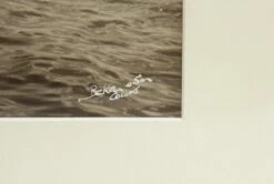 Minotaur Gold Medalist Sailboat Photo -OGT Sale Store m235875 04