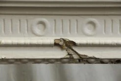 Antique Federal White Wide Wooden Fireplace Mantel 16 Antique Federal White Wide Wooden Fireplace Mantel -OGT Sale Store n242302 05