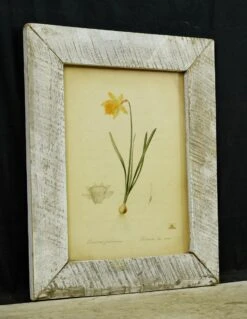 Vintage Distressed Frame Narcissus Pseudo Daffodil Art Print 7 Vintage Distressed Frame Narcissus Pseudo Daffodil Art Print -OGT Sale Store other wall art for sale q284533
