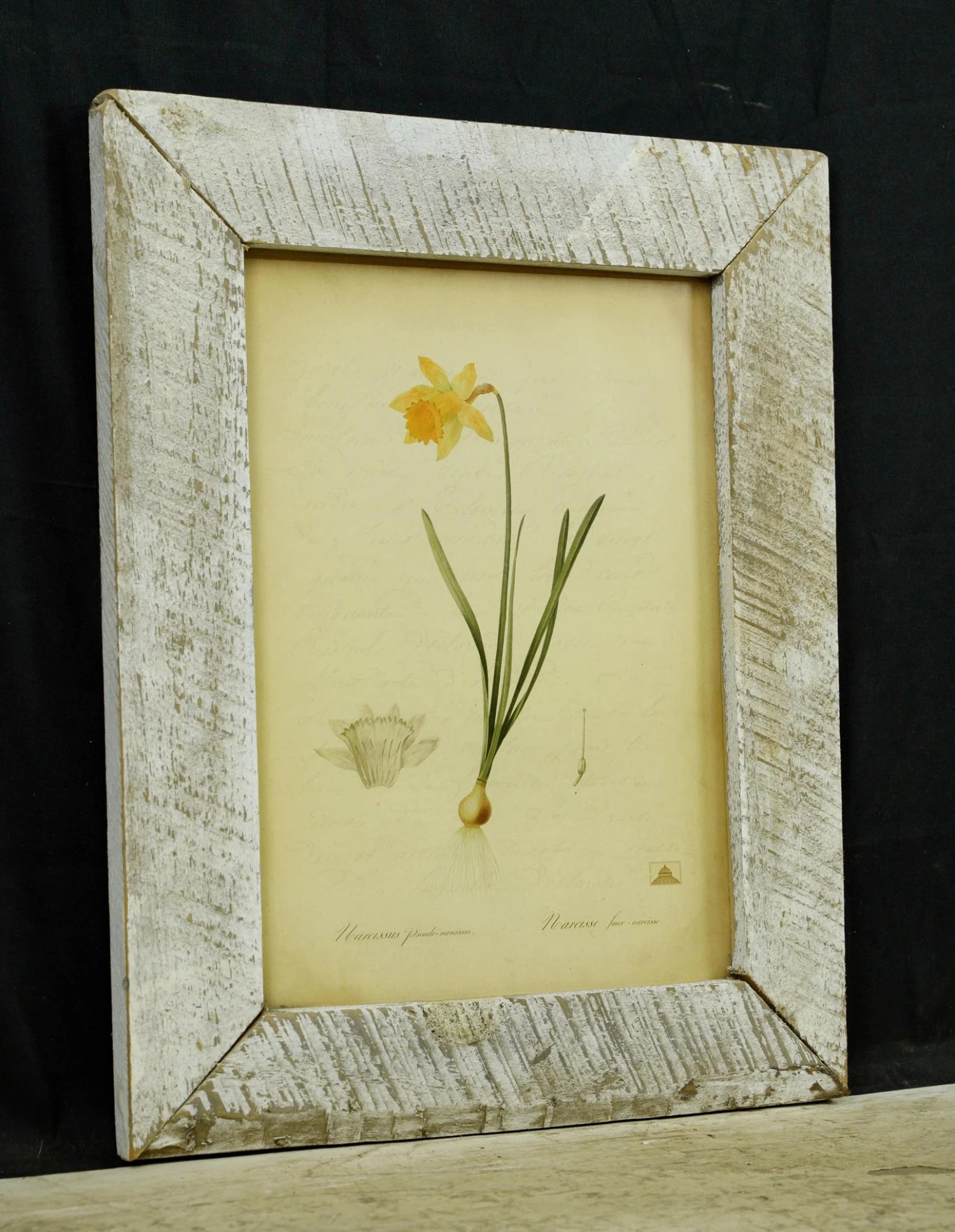 Vintage Distressed Frame Narcissus Pseudo Daffodil Art Print 5 Vintage Distressed Frame Narcissus Pseudo Daffodil Art Print - Image 3