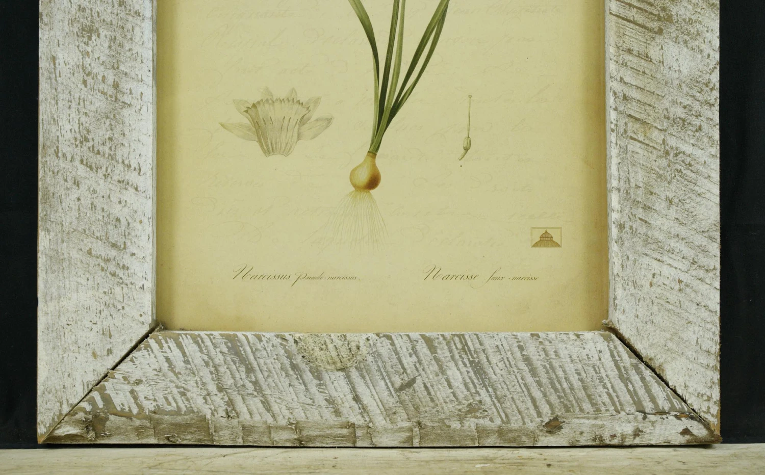 Vintage Distressed Frame Narcissus Pseudo Daffodil Art Print 4 Vintage Distressed Frame Narcissus Pseudo Daffodil Art Print - Image 2
