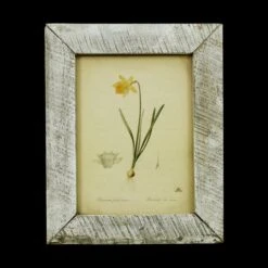 Vintage Distressed Frame Narcissus Pseudo Daffodil Art Print