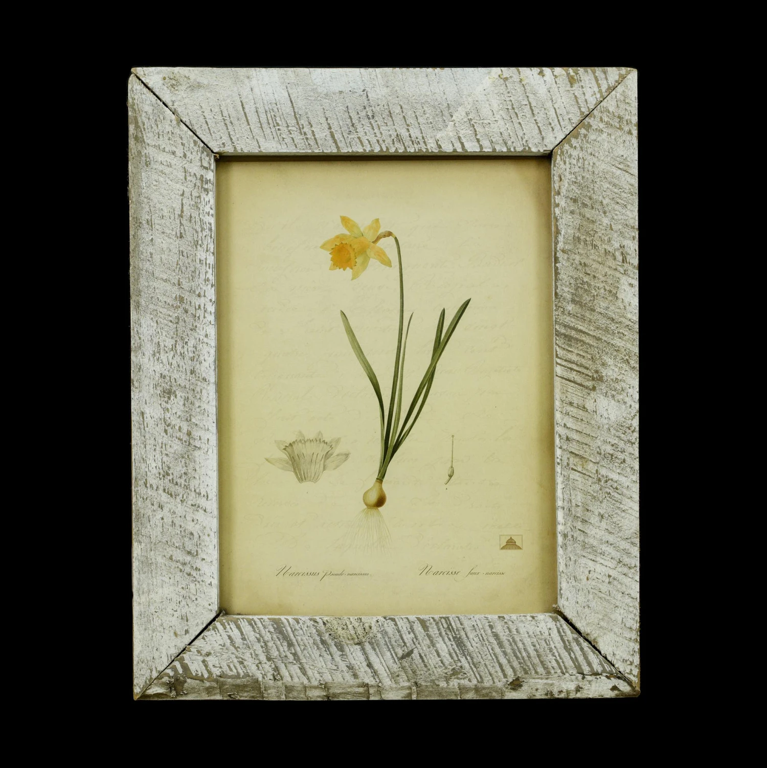 Vintage Distressed Frame Narcissus Pseudo Daffodil Art Print 3 Vintage Distressed Frame Narcissus Pseudo Daffodil Art Print