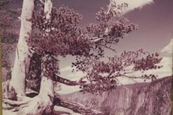 Ornately Scenic Framed Purple Hue Photo 7 Ornately Scenic Framed Purple Hue Photo -OGT Sale Store photographs m234057