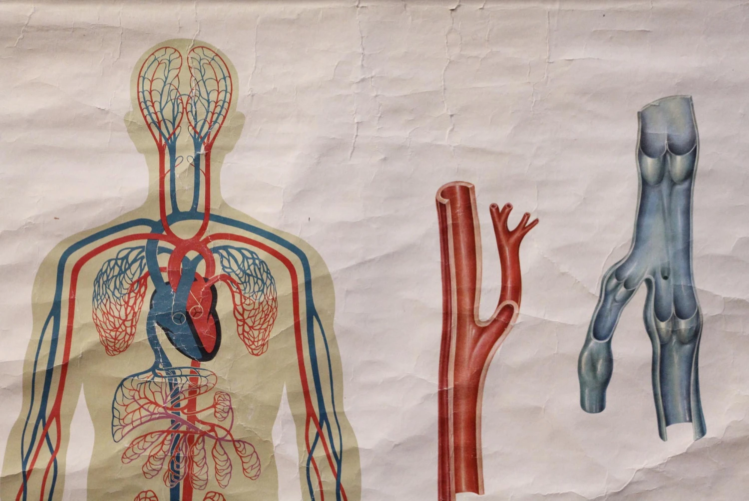 Vintage European Anatomy School Poster 4 Vintage European Anatomy School Poster - Image 2