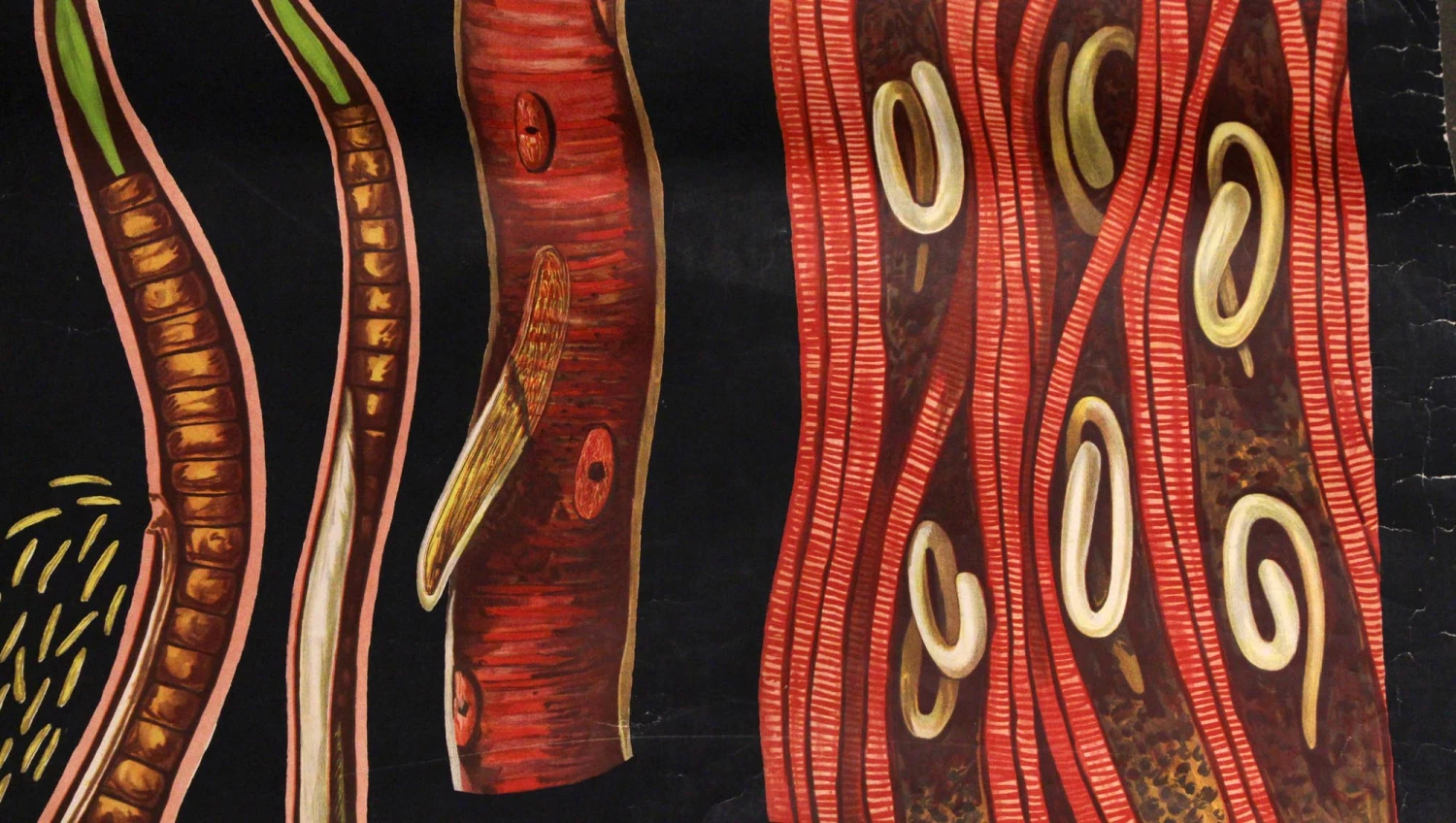 Vintage Worm Anatomy European School Poster 4 Vintage Worm Anatomy European School Poster - Image 2