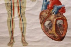 Vintage European Anatomy School Poster 10 Vintage European Anatomy School Poster -OGT Sale Store posters for sale 18bel10236