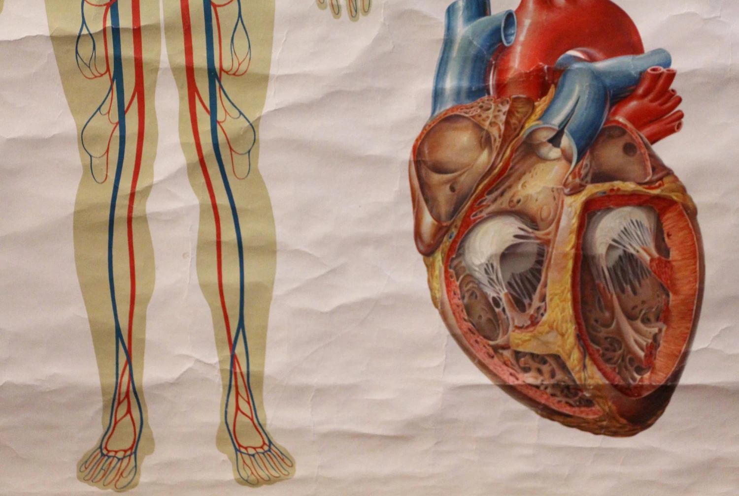 Vintage European Anatomy School Poster 5 Vintage European Anatomy School Poster - Image 3