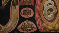 Vintage Worm Anatomy European School Poster 9 Vintage Worm Anatomy European School Poster -OGT Sale Store posters for sale 18bel10245