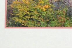 Large Framed Photograph Or Poster Of Autumn Foliage -OGT Sale Store posters for sale q279022