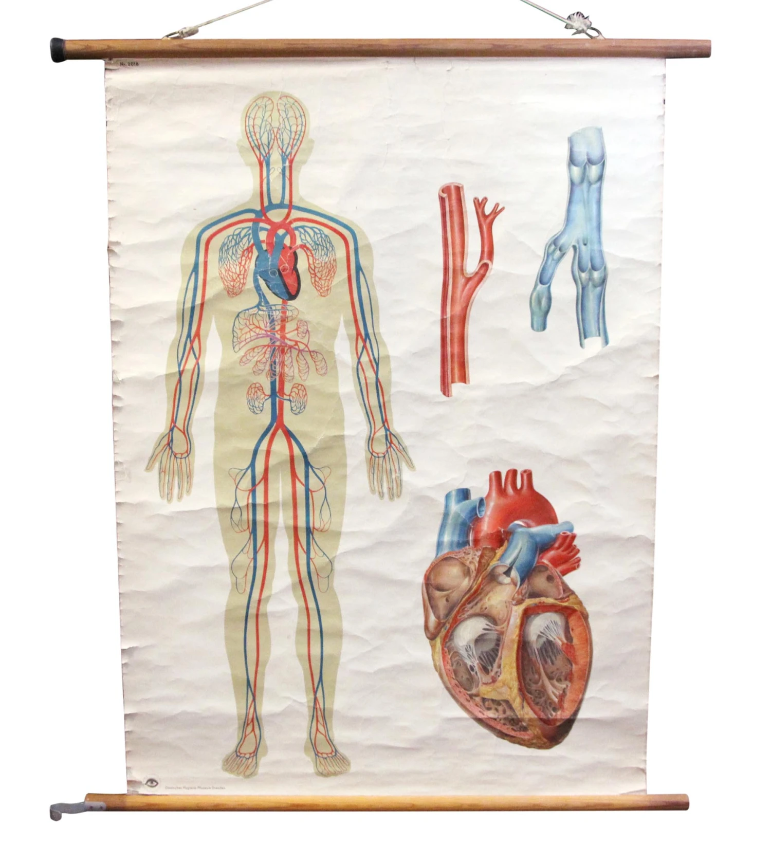 Vintage European Anatomy School Poster 3 Vintage European Anatomy School Poster