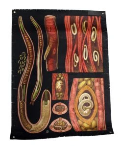 Vintage Worm Anatomy European School Poster