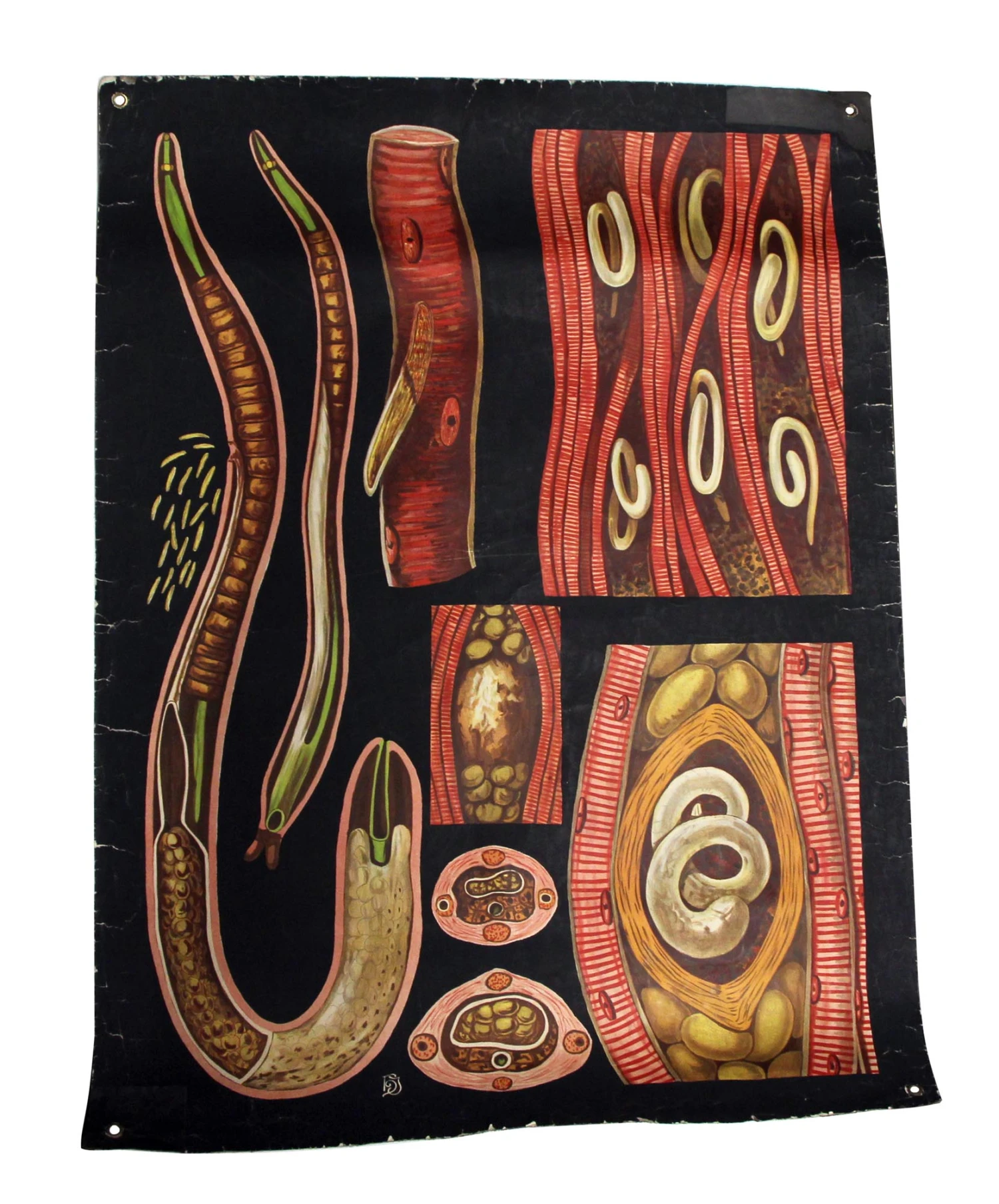 Vintage Worm Anatomy European School Poster 3 Vintage Worm Anatomy European School Poster